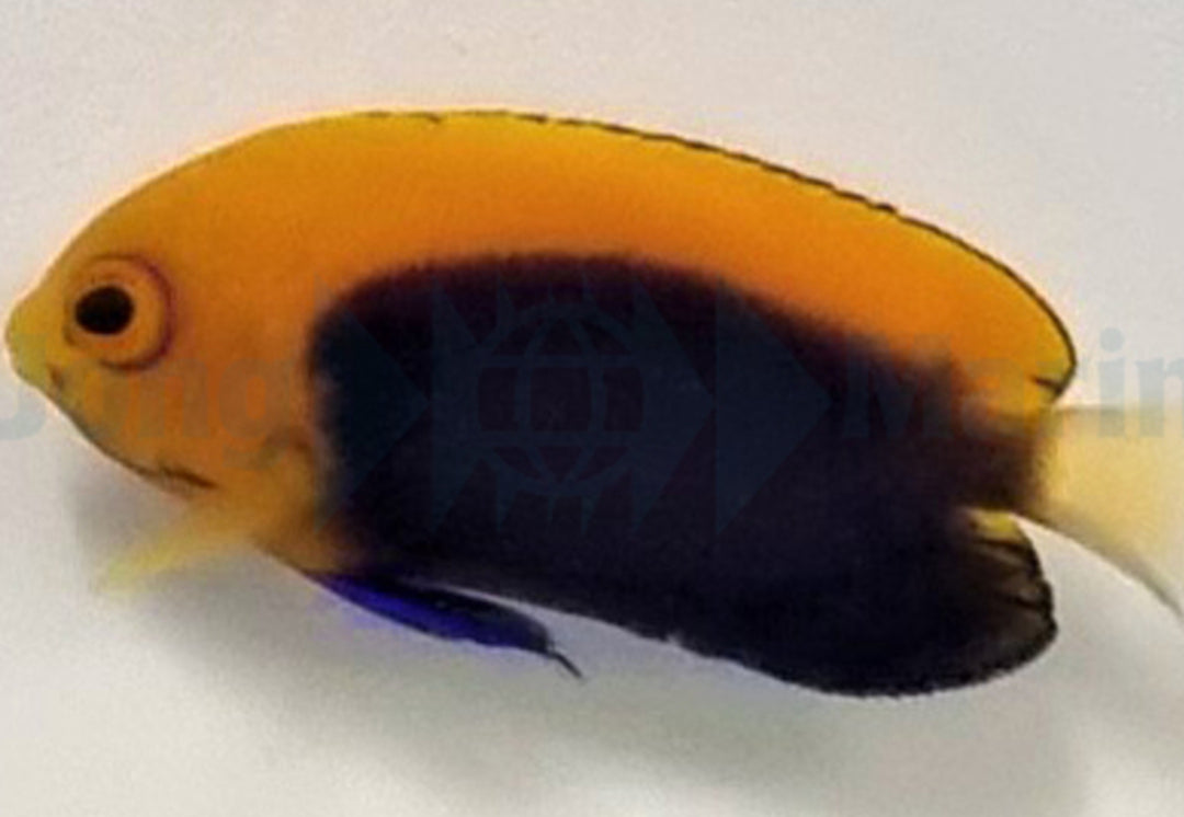 Centropyge acanthops - Orangerücken Zwergkaiser Fisch