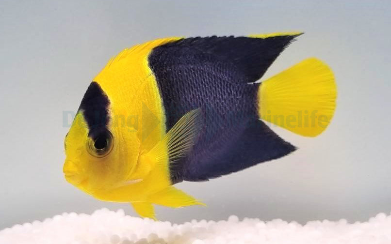 Centropyge bicolor - Blaugelber Zwergkaiserfisch