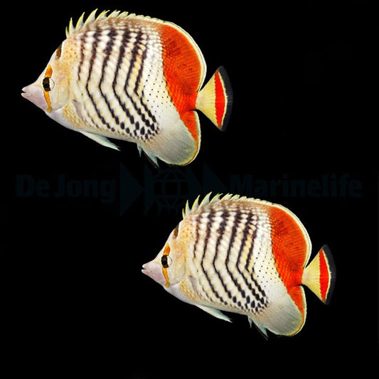 Chaetodon paucifasciatus Pärchen
