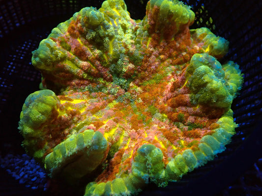 Cryptodendrum adhaesivum (Ultra)