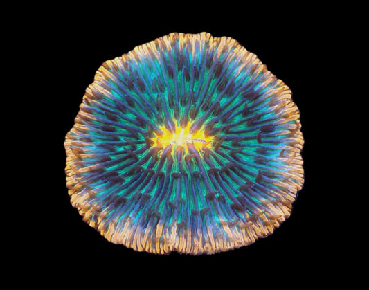 Cycloseris sp. (Meteor Strike)