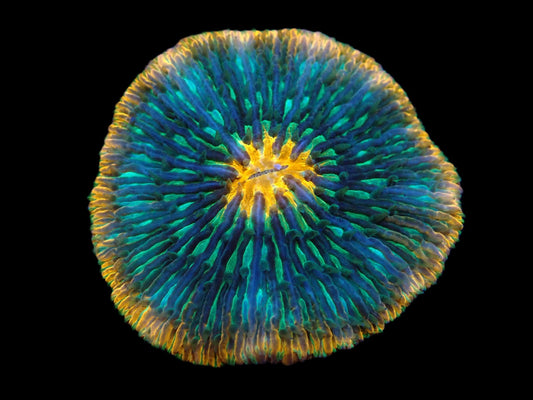 Cycloseris sp. (Meteor Strike)