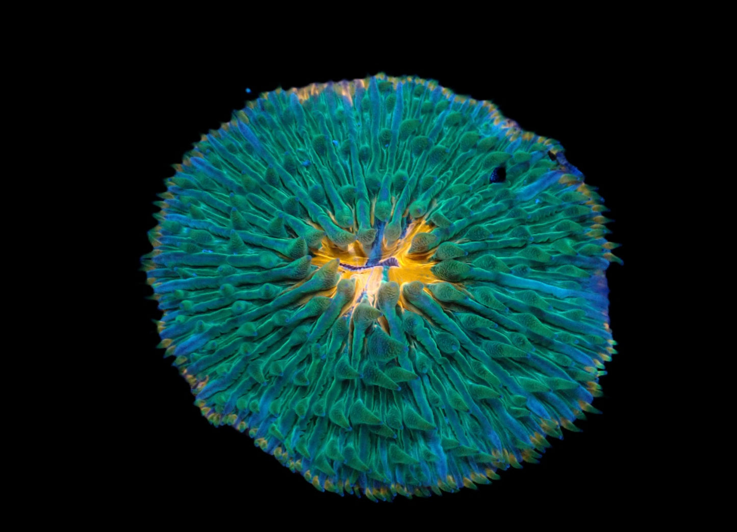 Cycloseris sp. (Meteor Strike)