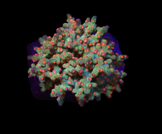 Cyphastrea decadia