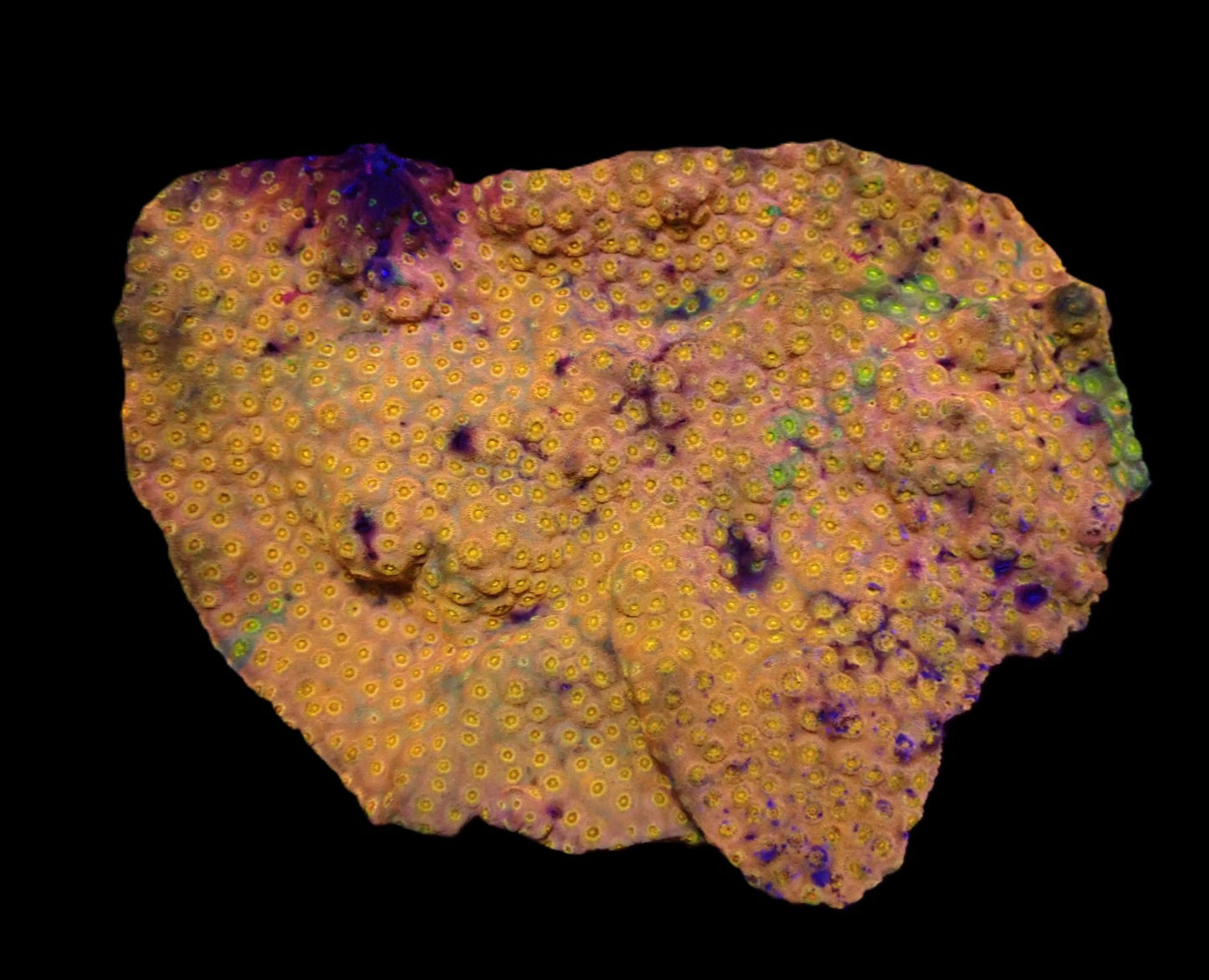 Cyphastrea sp. (24k Gold) (XL)