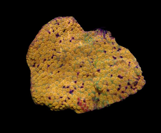 Cyphastrea sp. (24k Gold) (XL)