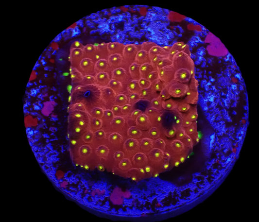 Cyphastrea sp. (JF Bling Bling)