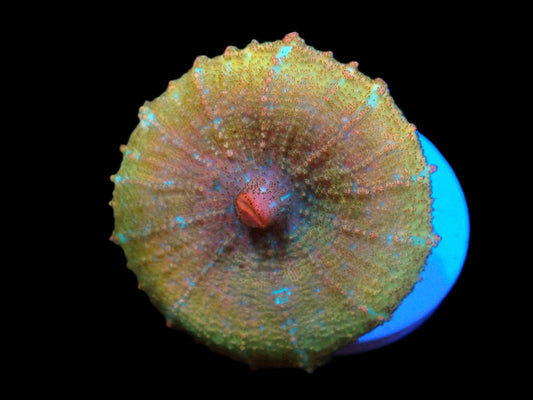 Discosoma neglecta (Premium)