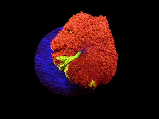 Discosoma sp. (Eclectus Jawbreaker)