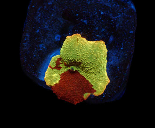 Discosoma sp. (Jawbreaker)