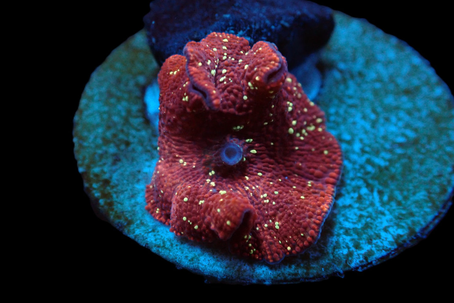Discosoma sp. (Gold Flake)