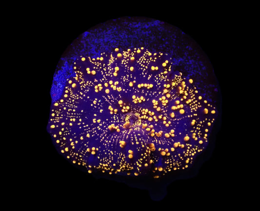 Discosoma sp. (Interstellar)