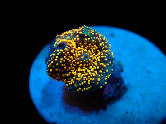 Discosoma sp. (Interstellar)