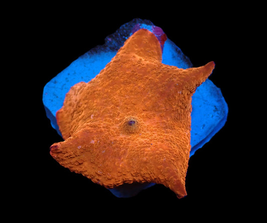 Discosoma sp. (Rot Ultra)
