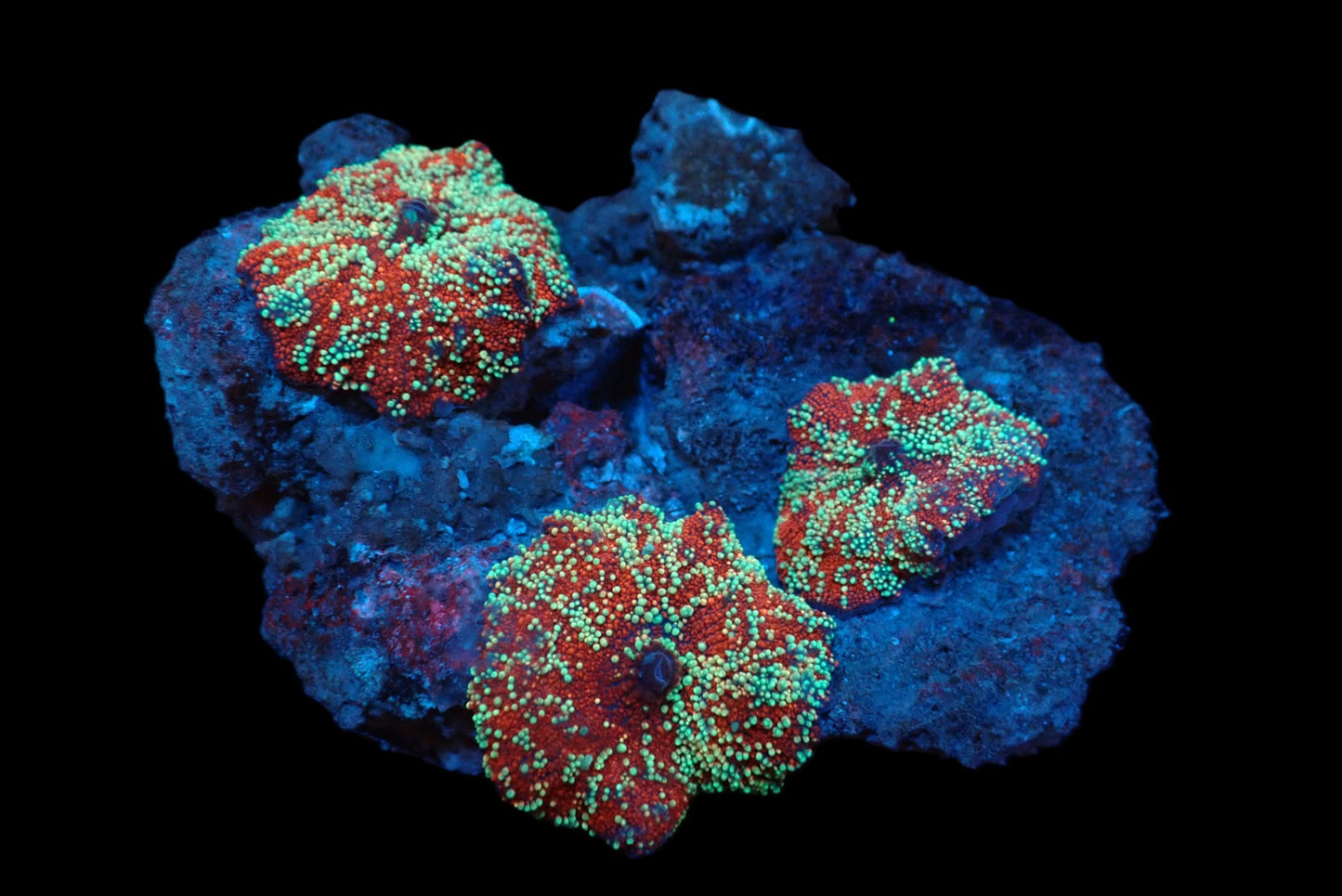 Discosoma sp. (Special Spotted)