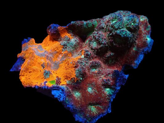 Chalice Ultra Grafted