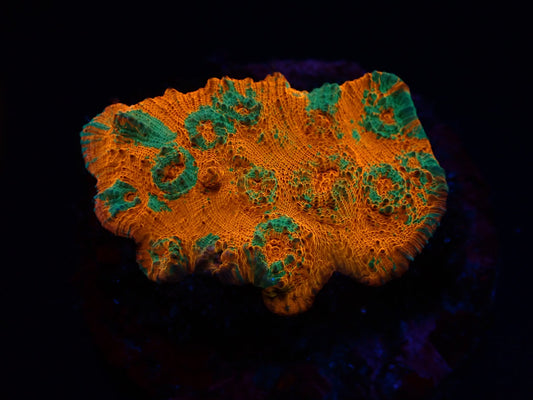 Chalice (Ktar Orenji)