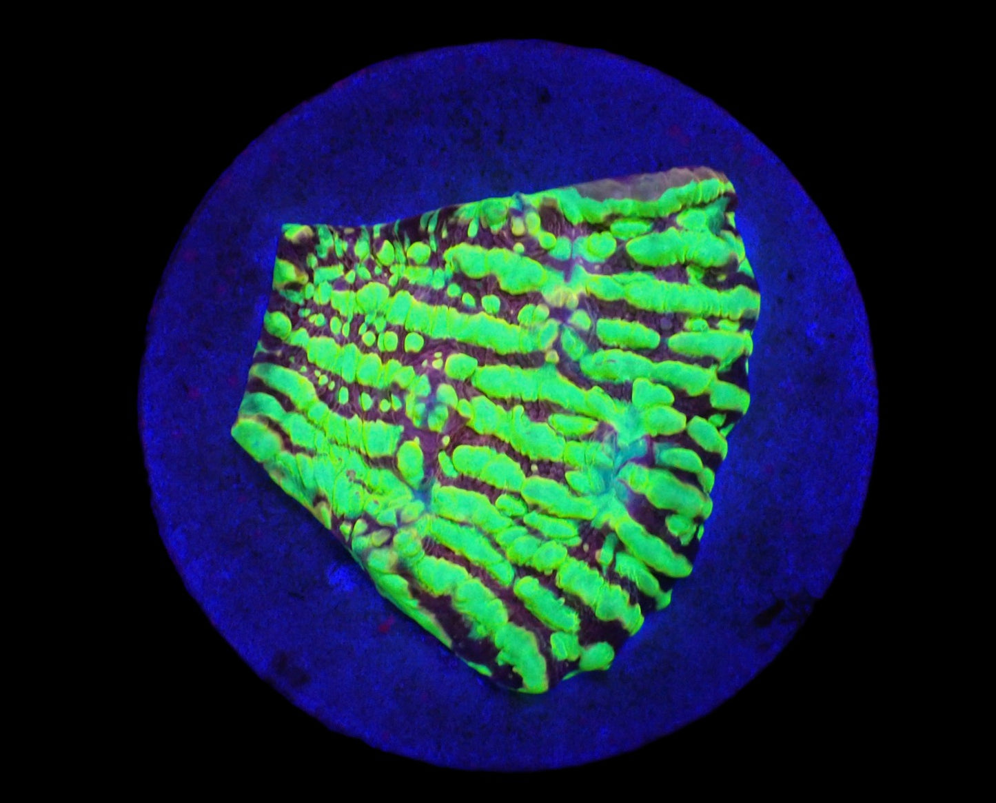 Chalice (Moonfire Ridge)