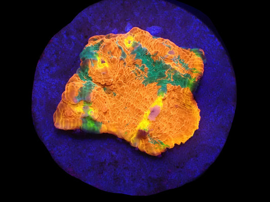 Chalice Rainbow Bugatti