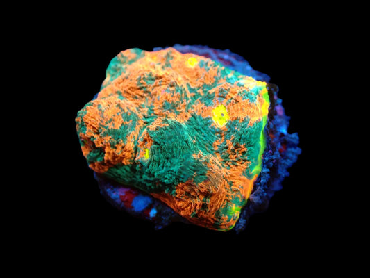 Chalice Rainbow