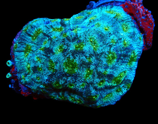 Chalice Spezial (XL)