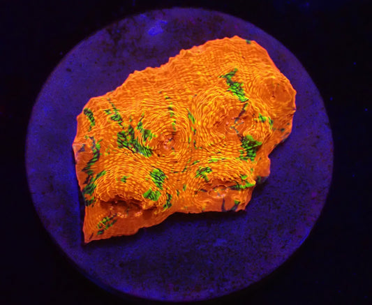 Chalice (Vibrant Orange) (Grafted)