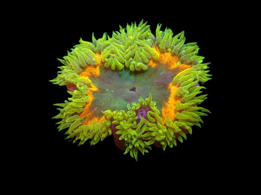 Epicystis crucifer (Ultra)