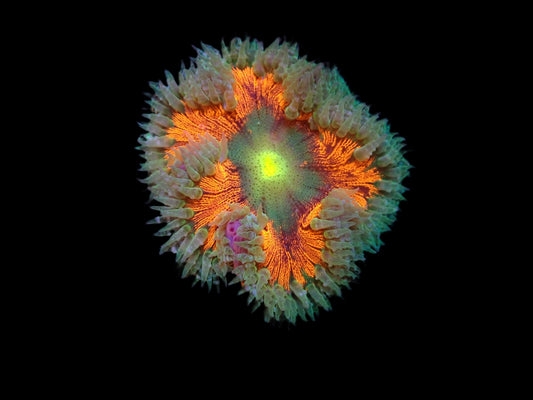 Epicystis crucifer (Ultra)
