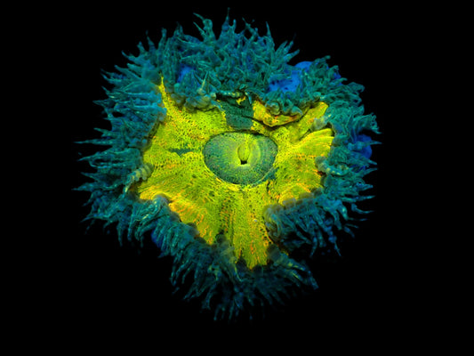 Epicystis crucifer (Ultra)