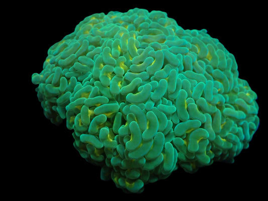 Euphyllia ancora (Gold Stem) (XXL)