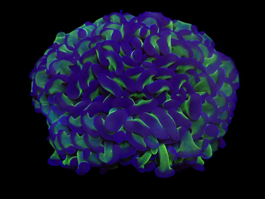 Euphyllia ancora (Grün-Lila) (L)