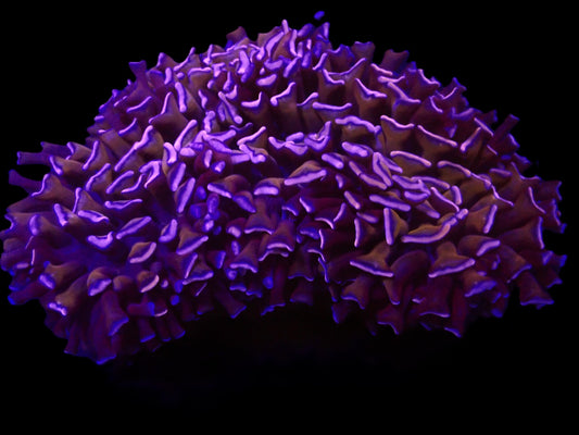 Euphyllia ancora (Lila-Gold) (L)