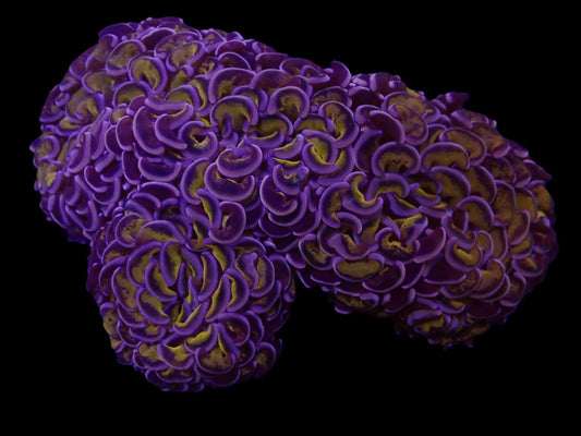 Euphyllia ancora (Lila-Gold) (L)