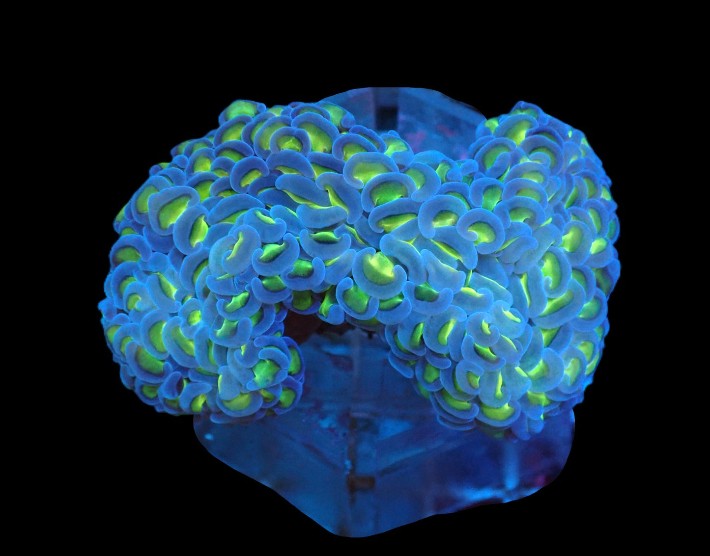 Euphyllia ancora Tricolor