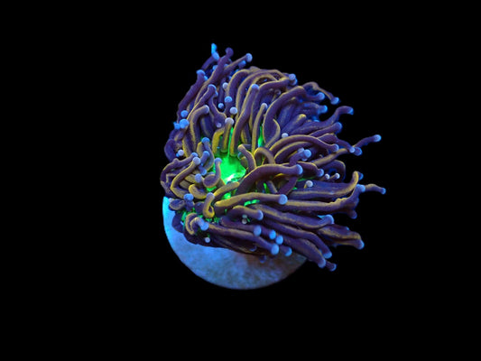 Euphyllia cristata (Aussie 24k) 1 Kopf