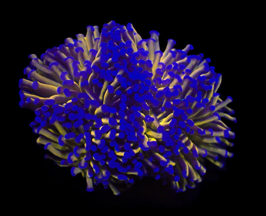 Euphyllia cristata (Gold Torch)