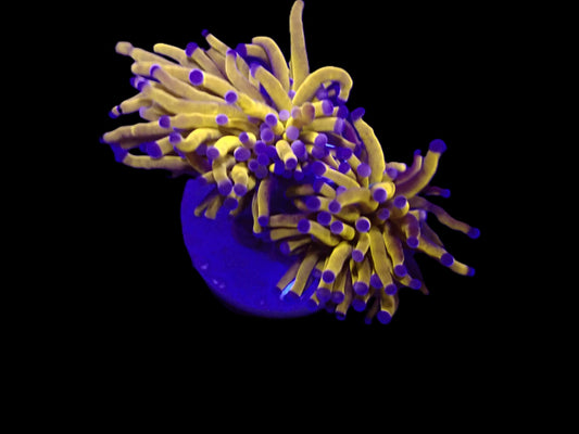 Euphyllia cristata (Gold Torch)