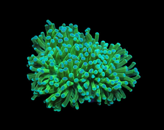 Euphyllia cristata (Hulk)