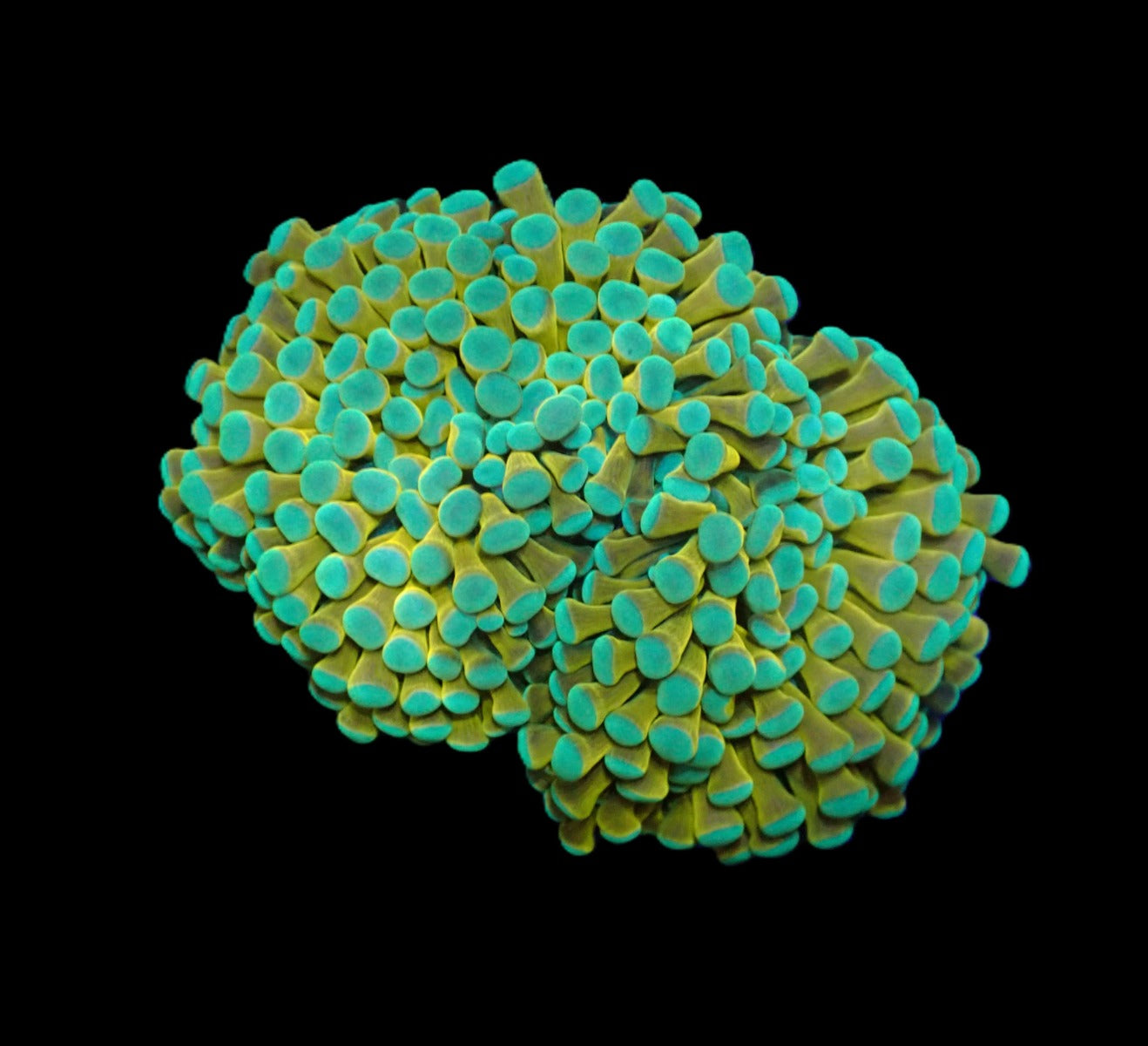 Euphyllia cristata (NY Knicks)