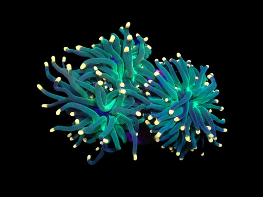 Euphyllia glabrescens (Aquaman) (M)
