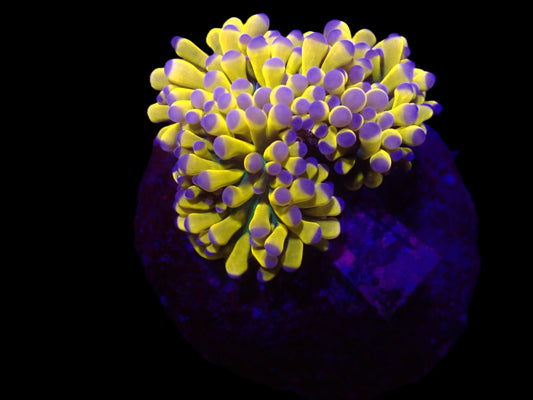 Euphyllia glabrescens (Banana Torch)