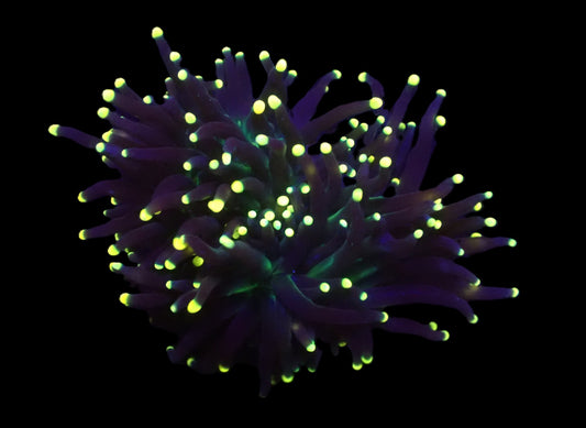 Euphyllia glabrescens (Black Torch)