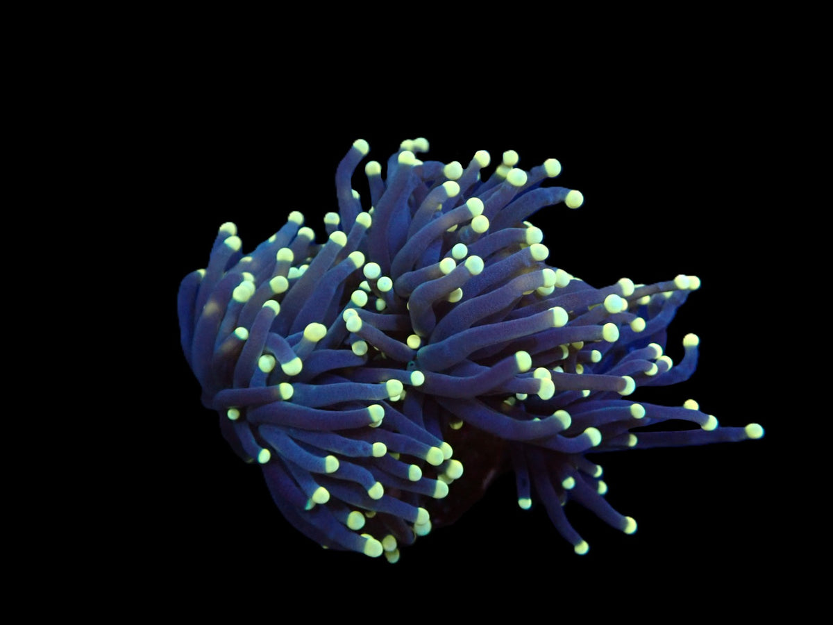 Euphyllia glabrescens (Black Torch) (S)