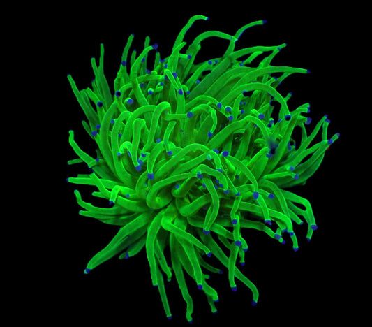 Euphyllia glabrescens (Blueberry) (M)