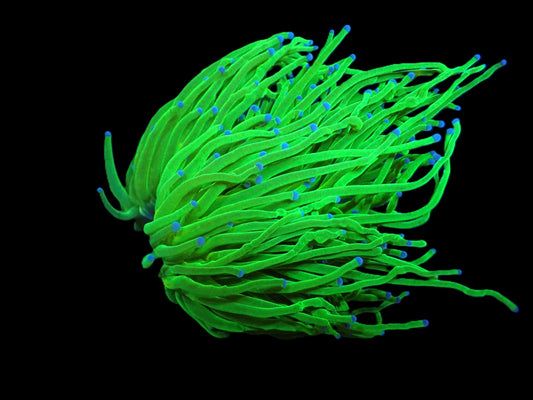 Euphyllia glabrescens (Cotton Candy)