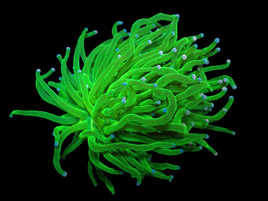 Euphyllia glabrescens (Cotton Candy)