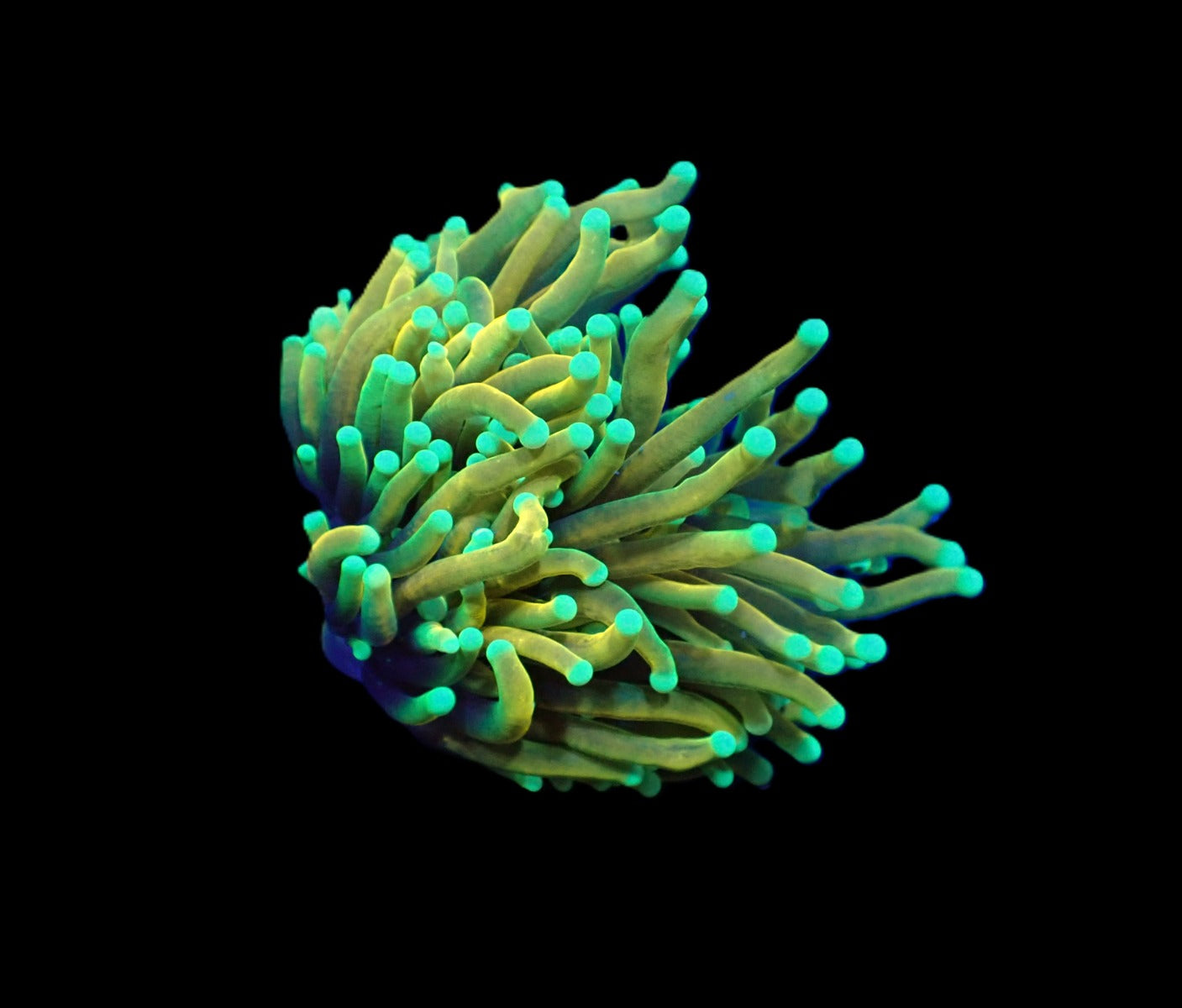 Euphyllia glabrescens (Dragon Soul)