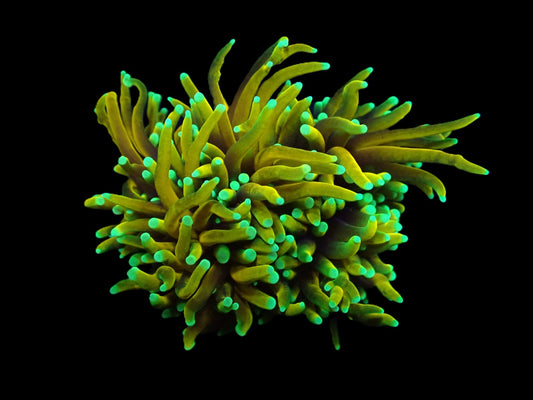 Euphyllia glabrescens (Dragon Soul)