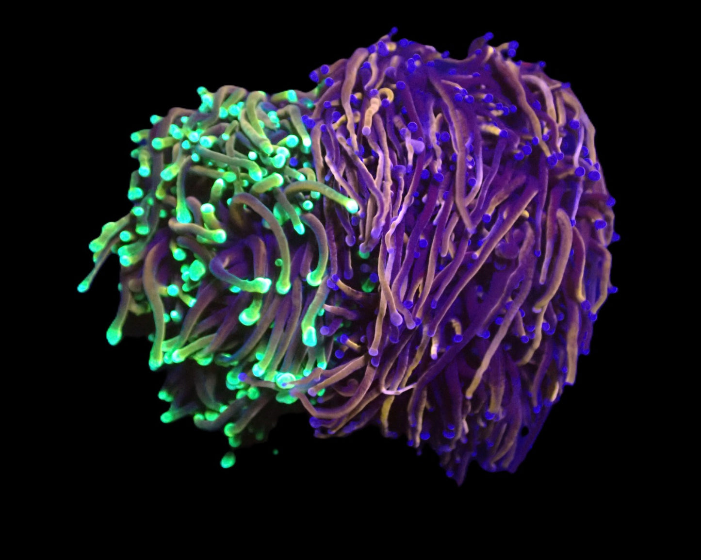Euphyllia glabrescens (Duo Colony) (L)