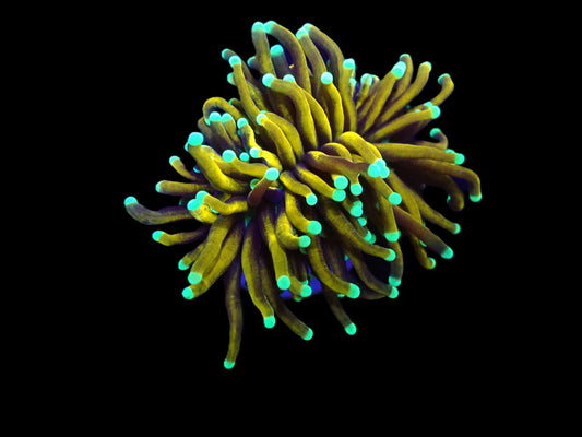 Euphyllia glabrescens (Hellfire) (M)